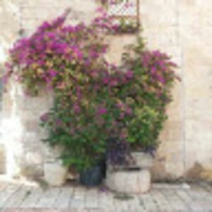 Meet your Posher, Tzirel leah